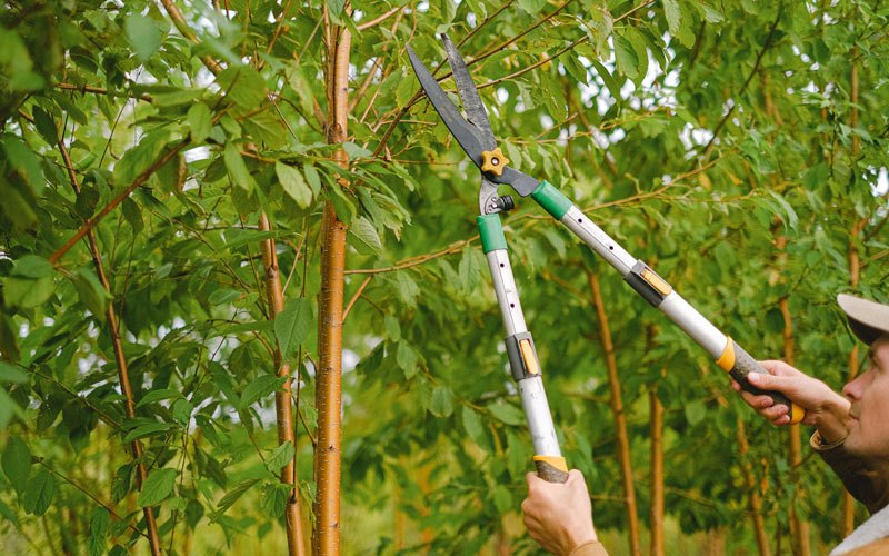 Tree trimming in Cornwallville, NY